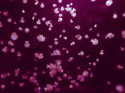 Ομαδική ψυχοθεραπεία